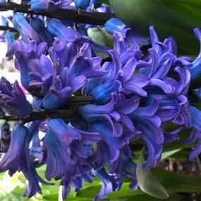 Delft Blue Hyacinth (Hyacinthus orientalis Delft Blue) Img 3